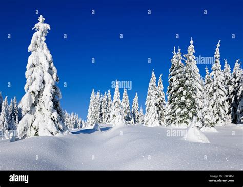 Snowy winter landscape in Harz National Park, snow-covered spruces, Saxony-Anhalt, Germany Stock ...