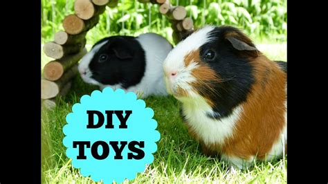 The Guinea Pigs DIY Toys - YouTube