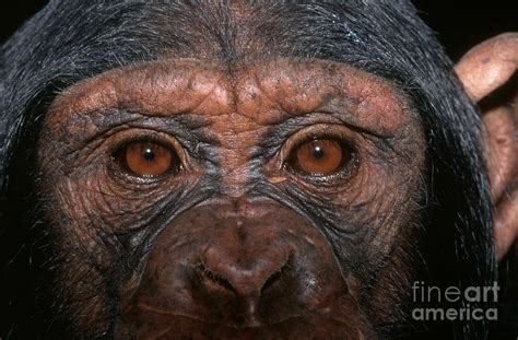 Chimpanzee Eyes Photograph by Nigel J Dennis - Fine Art America