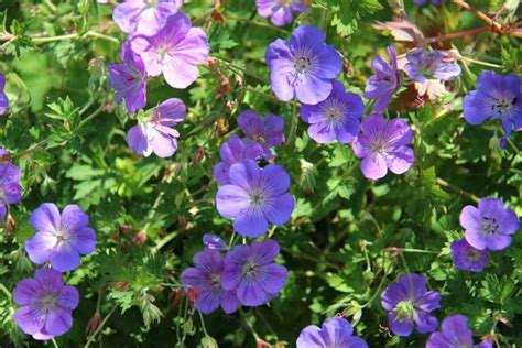 Geranium Rozanne: Plant Care and Growing Guide - Petal Republic