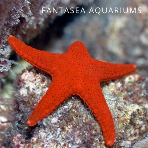 Red Fromia Starfish Care | Fromia milleporella - Maryland Aquarium ...