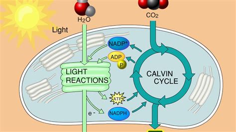 Overview of photosynthesis - YouTube