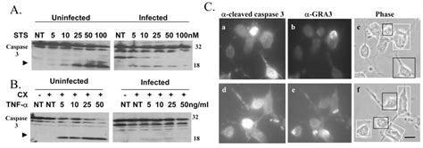 Inhibition of caspase 3 is due to a block of caspase activation ...