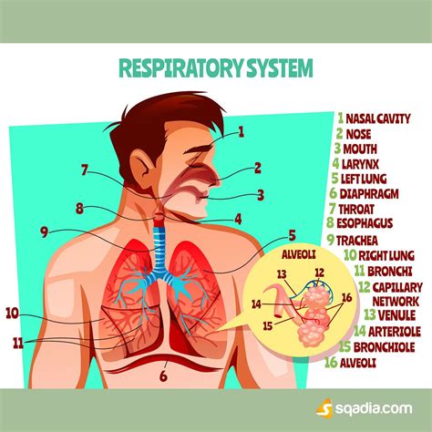 Respiratory System | Human respiratory system, Respiratory system, Respiratory