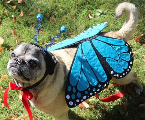 Butterfly Pet Costume : 4 Steps (with Pictures) - Instructables