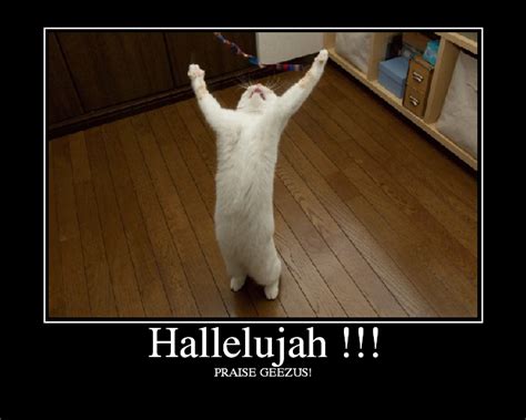 Hallelujah!!! | Cats, Cute cats, Memes