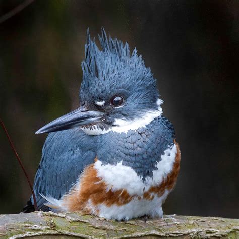 Belted Kingfisher - Columbus Audubon