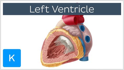 Left Ventricle (Heart) - Function, Definition and Anatomy- Human ...