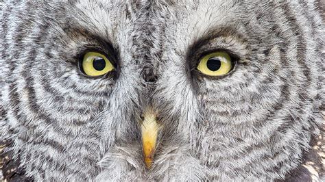 After 100 Years, Scientists Are Finally Starting to Understand the Mysterious Great Gray Owl ...