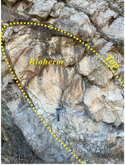 A bioherm in the Lower Zhangxia Formation at Xiaweidian Note the... | Download Scientific Diagram