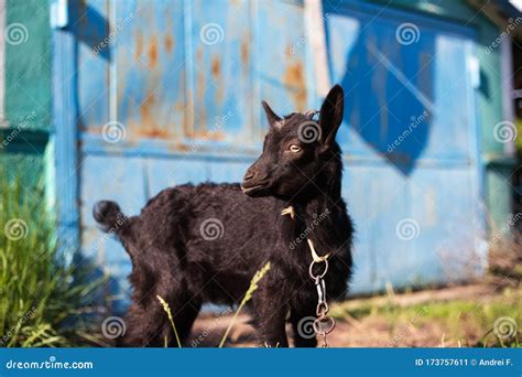 Black Baby Goat in Green Field. Stock Image - Image of field, goats: 173757611