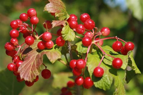 American Highbush Cranberry - Prairie Gardens