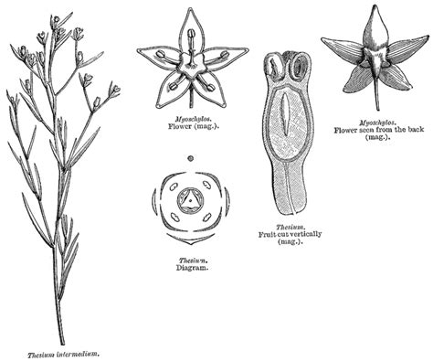 Santalaceae - Alchetron, The Free Social Encyclopedia