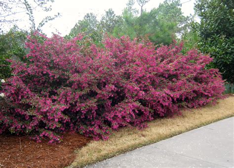 Loropetalum Hedge, is this your bushes @Megan Bradford? | Cottage garden plants, Garden shrubs ...