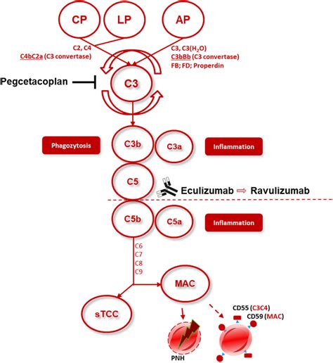 Simplified scheme of the complement cascade according to Garred et... | Download Scientific Diagram