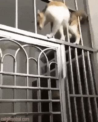 Liquid Cute Cat Gif, Cute Funny Animals, Funny Cats, Funny Cat Videos, Kitten Videos, Kitten Gif ...