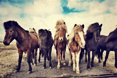 The Icelandic Horse — Icelandic Horse Congress