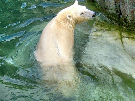 A Polar Bear in Copenhagen Zoo, Denmark. | Copenhagen zoo, Polar bear, Animals