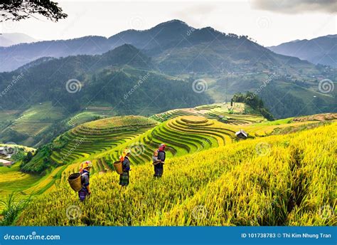 Terraces Rice Fields on Mountain in Northwest of Vietnam Editorial ...