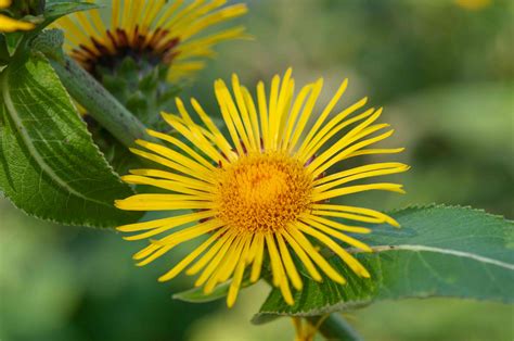 How to Grow Elecampane Plant