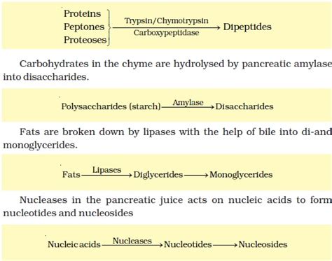 NCERT Class XI Biology: Chapter 16 - Digestion And Absorption