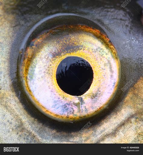 Close Fish Eye (Common Image & Photo (Free Trial) | Bigstock