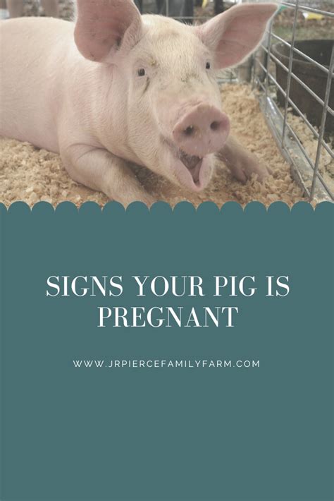 Signs Your Pig is Pregnant — J&R Pierce Family Farm: Official Blog