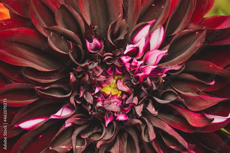 red dahlia Stock Photo | Adobe Stock