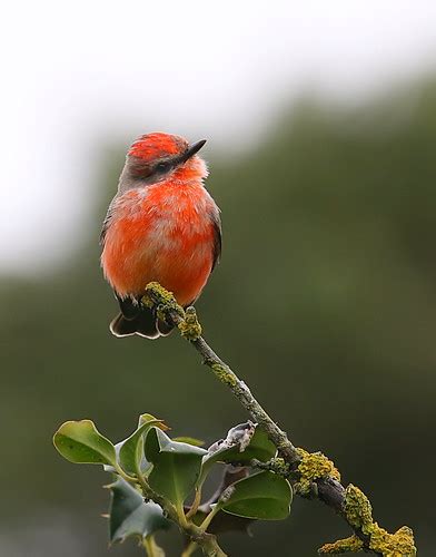 Immature male Vermilion Flycatcher (Pyrocephalus obscurus)… | Flickr