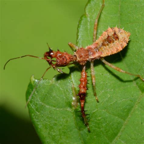 Assassin Bug Habitat Hortson