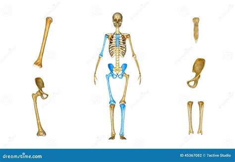 Humerus,tibia,femur,fibula,clavicle,sternum,scapula,mandible,axial Skeleton Detailed Medical ...