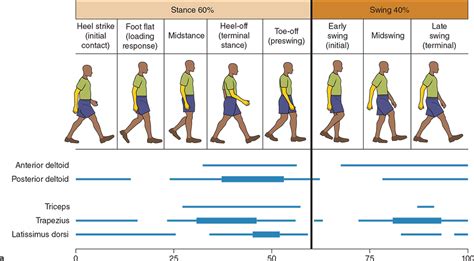 See how the muscles work to create ambulation – Human Kinetics