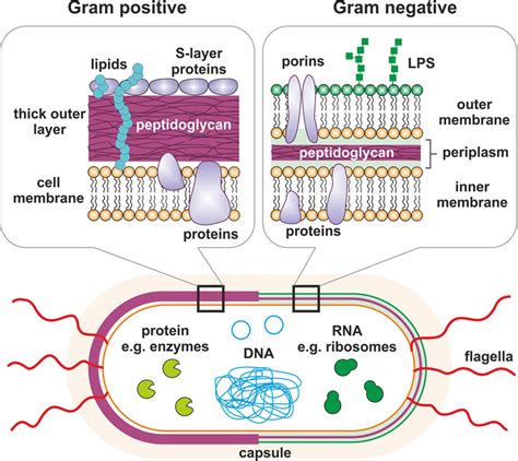 Identify The Components Of A Gram Positive Cell Wall