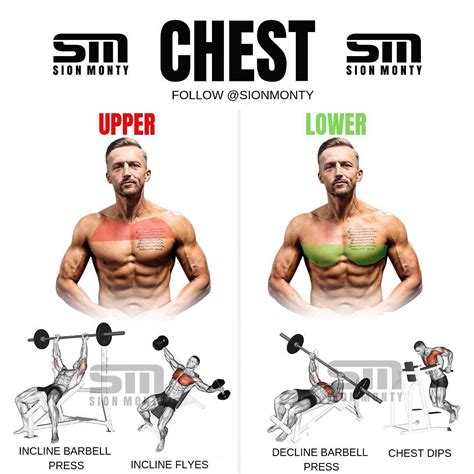 MuscleMorph - Upper & Lower Chest exercises @sionmonty ....