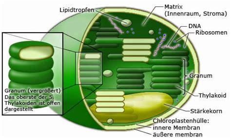 Ω Apa Pengertian & Mafaat Kloroplas pada Tanaman? ≫ Sains!