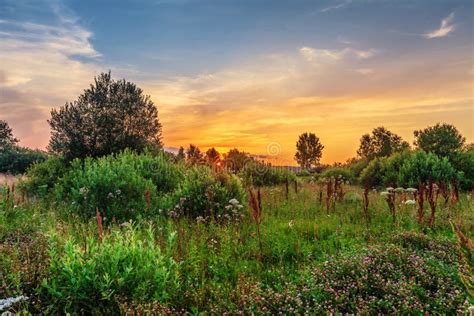 Sunset in summer field stock image. Image of green, landscape - 32469819