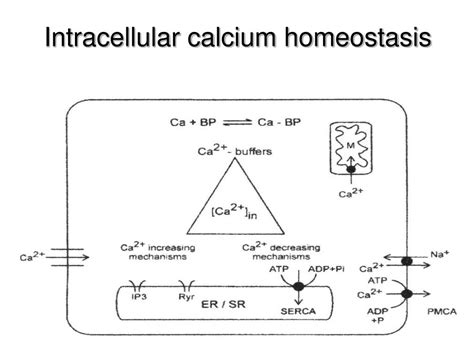 PPT - C alcium PowerPoint Presentation - ID:330058