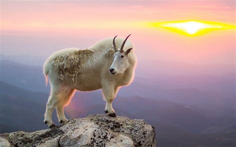 Mountain Goat Wallpapers - Wallpaper Cave