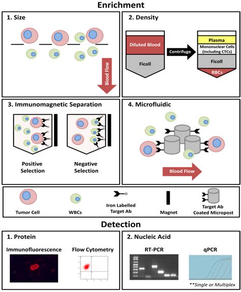 Cancers | Special Issue : Circulating Tumor Cells in Cancers