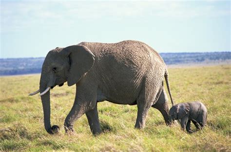 How Often Do Elephants Mate Per Year? | Animals - mom.me