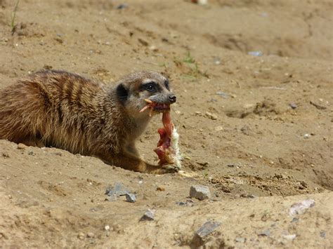 Meerkat eating | Flickr - Photo Sharing!