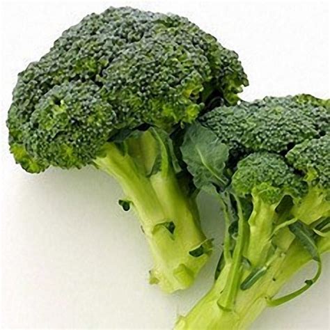 Calabrese Broccoli – TOD Farms