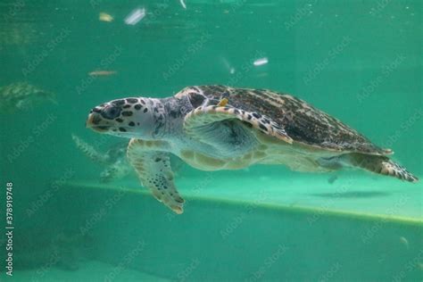 Korea, Busan, Haeundae, Aquarium Stock Photo | Adobe Stock