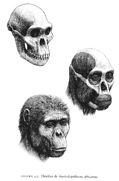 Australopithecus africanus | Human fossils, Ancient humans, Human evolution
