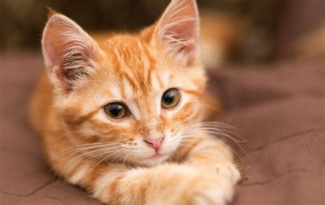 10 trucs cool à propos des chats roux - Yummypets