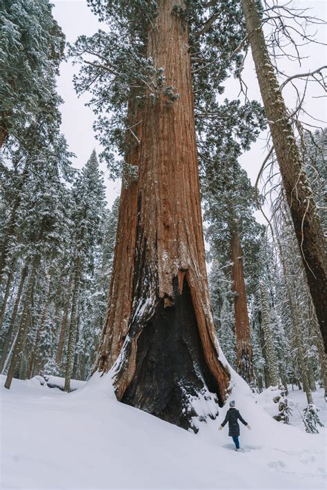 Everything You Need to Know Before Visiting Sequoia National Park in ...