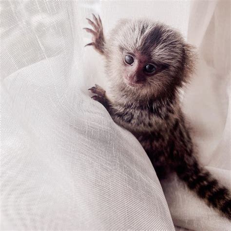 Buy Marmoset Monkey for sale | Buy Marmoset Monkey Online