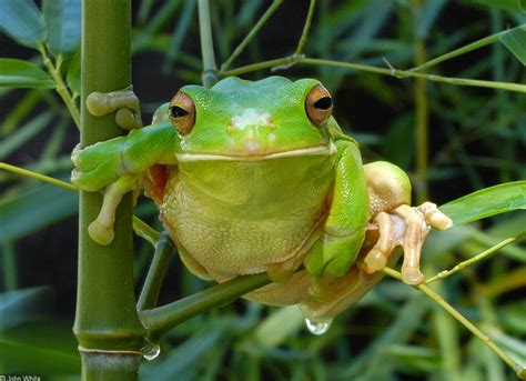 Jenis-jenis Katak Indonesia - GOMUMU