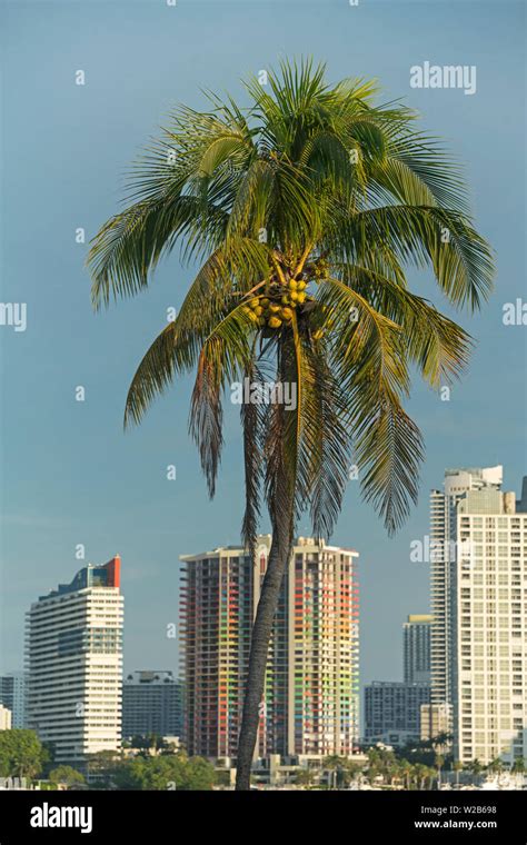 BRICKELL AVENUE SKYLINE DOWNTOWN MIAMI FLORIDA USA Stock Photo - Alamy