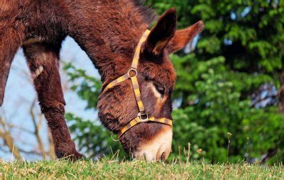 50 Donkey Facts That Will Make You Love This Little Ass - Facts.net